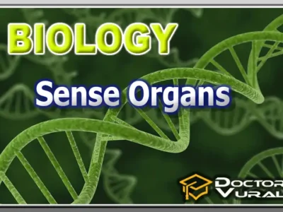 hình thu nhỏ của khóa học